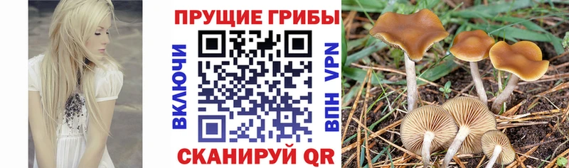 Галлюциногенные грибы Psilocybine cubensis  что такое   Няндома 